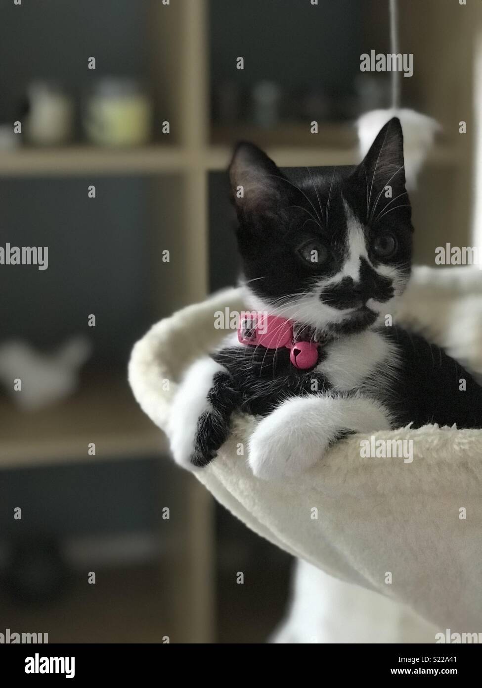 Curious kitten in basket Stock Photo