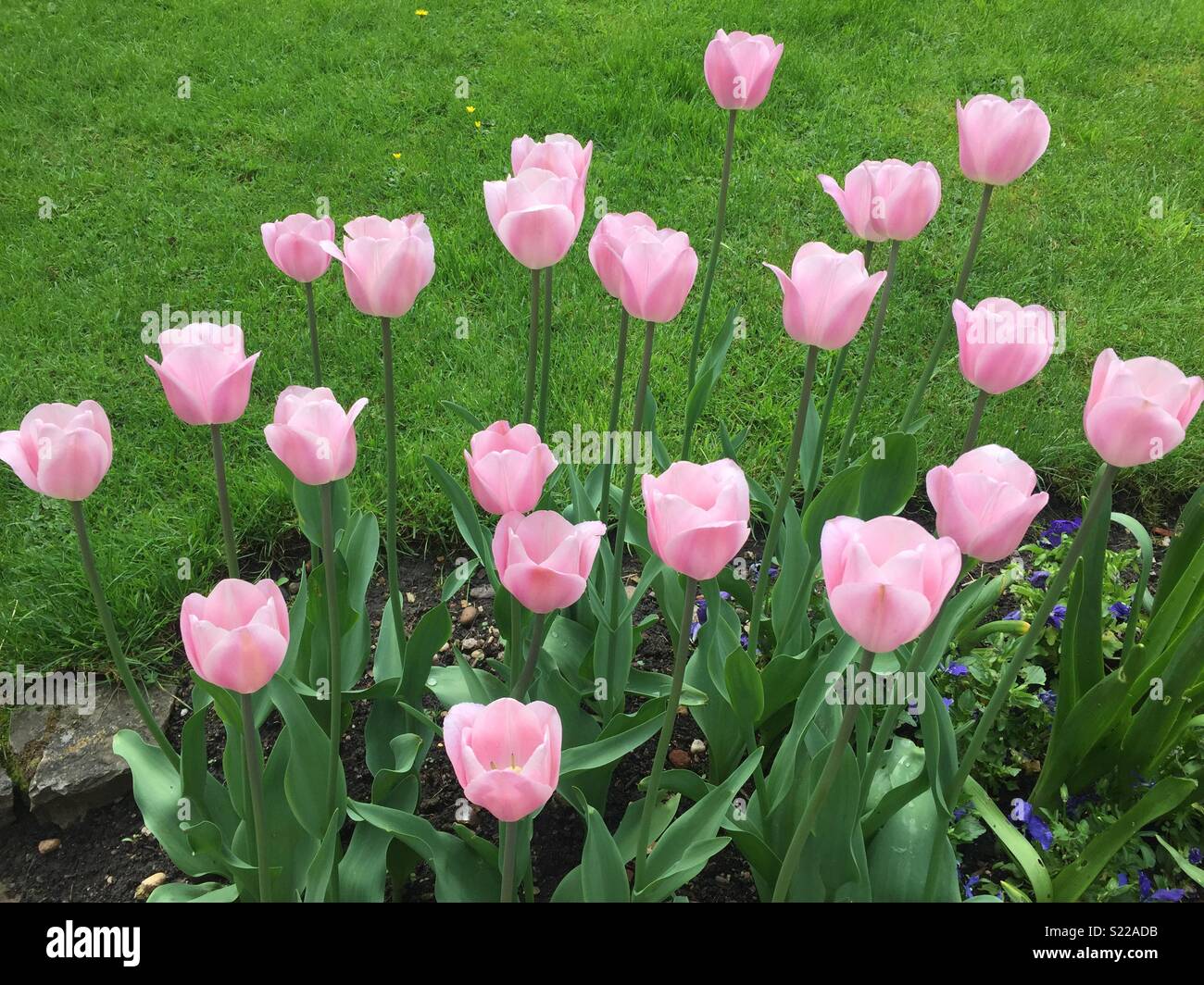 baby pink tulips
