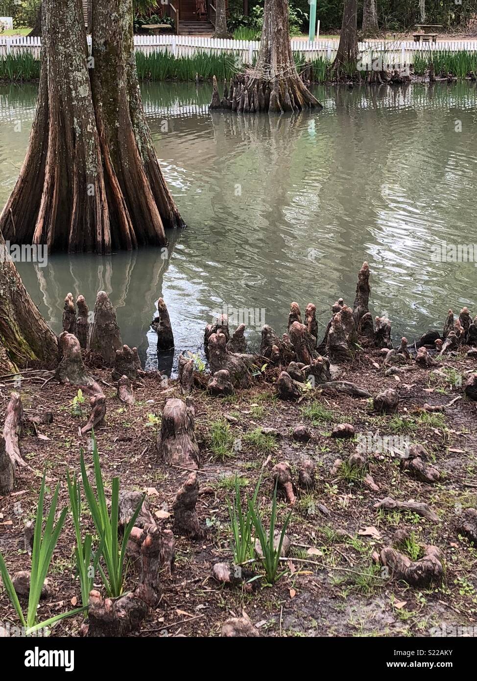 Tree roots in water Louisiana, USA Stock Photo Alamy
