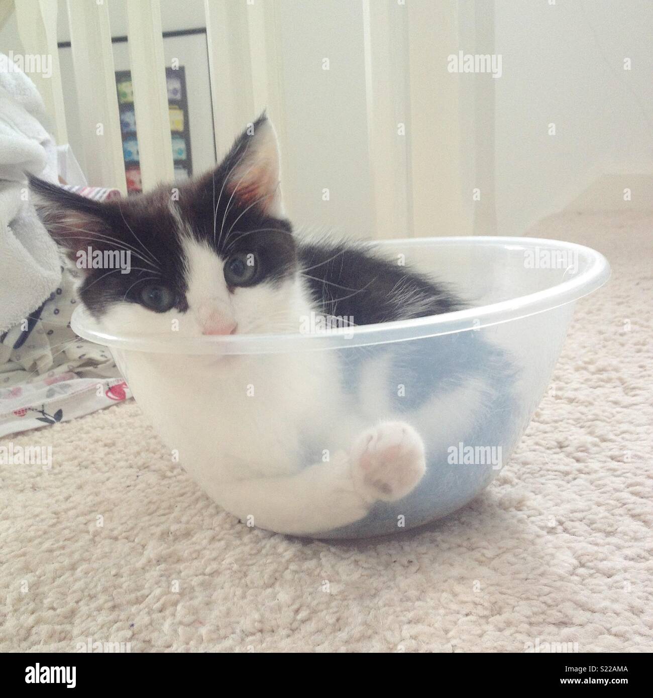 Black and white kitten curled up in a plastic bowl. Stock Photo