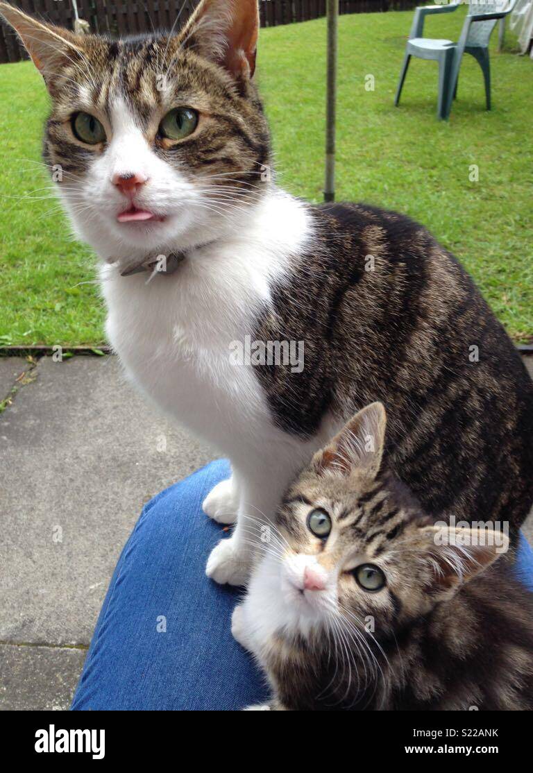 Dozeys pulling her tongue out.Ollys not sure what to do . Stock Photo