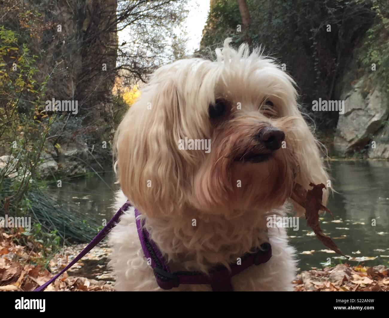 Dog by river Stock Photo