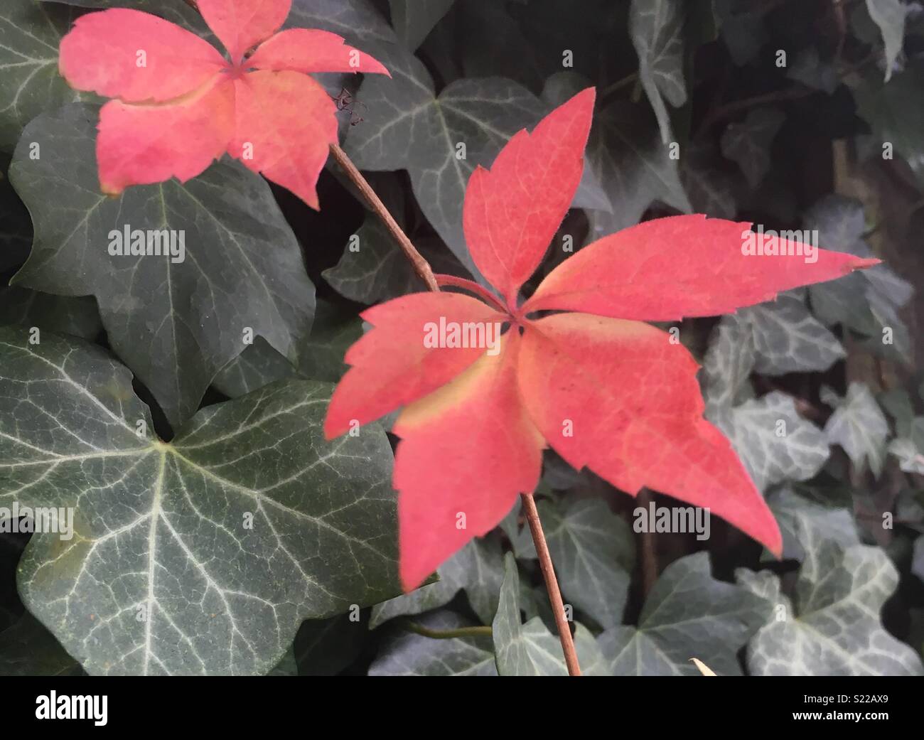 Bright red / pink Autumn leaves on a background of Ivy leaf foliage. Stock Photo