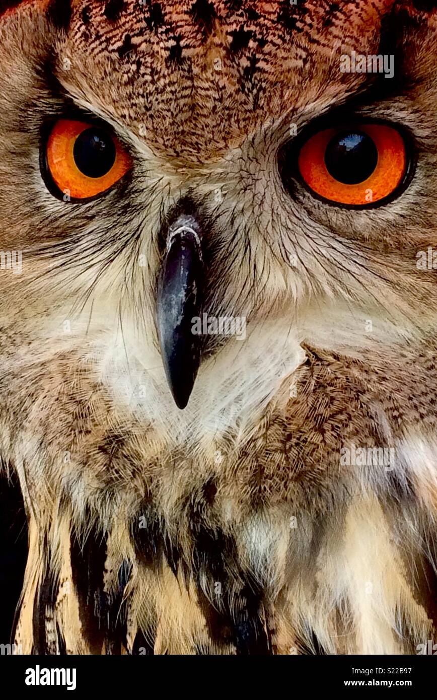 Owl - Smartphone Captured Stock Image