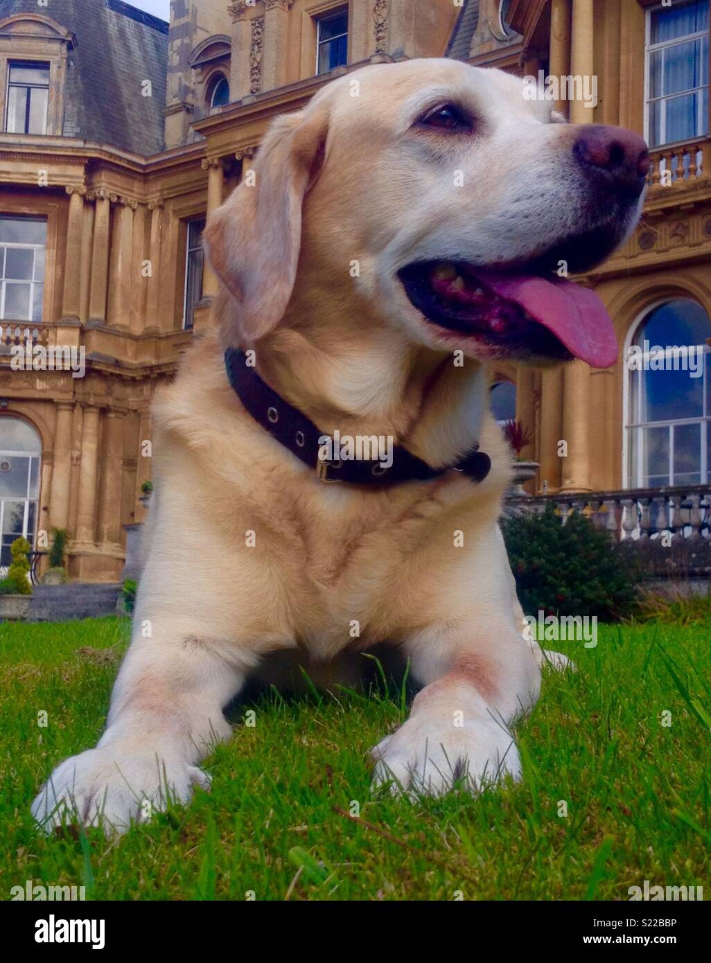 Dog - Smartphone Captured Stock Image