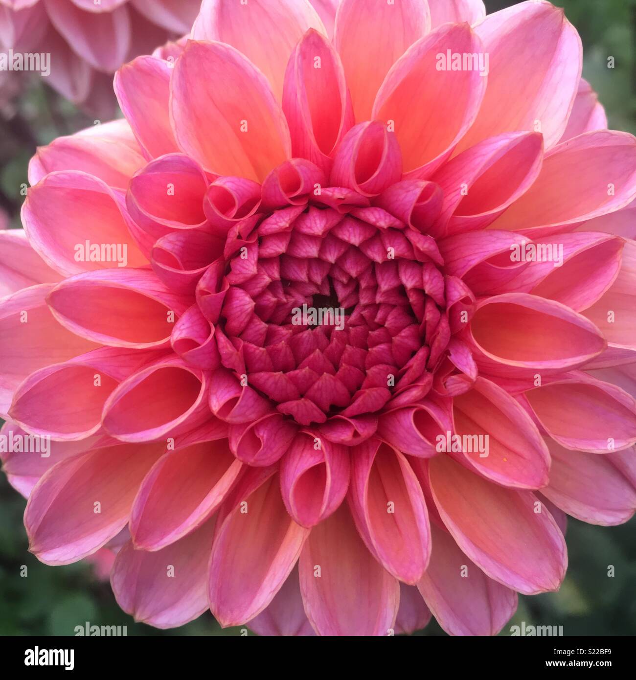 Bright pink dahlia flower Stock Photo - Alamy