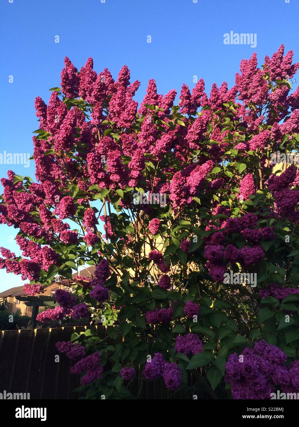 My Lilac tree in bloom Stock Photo Alamy
