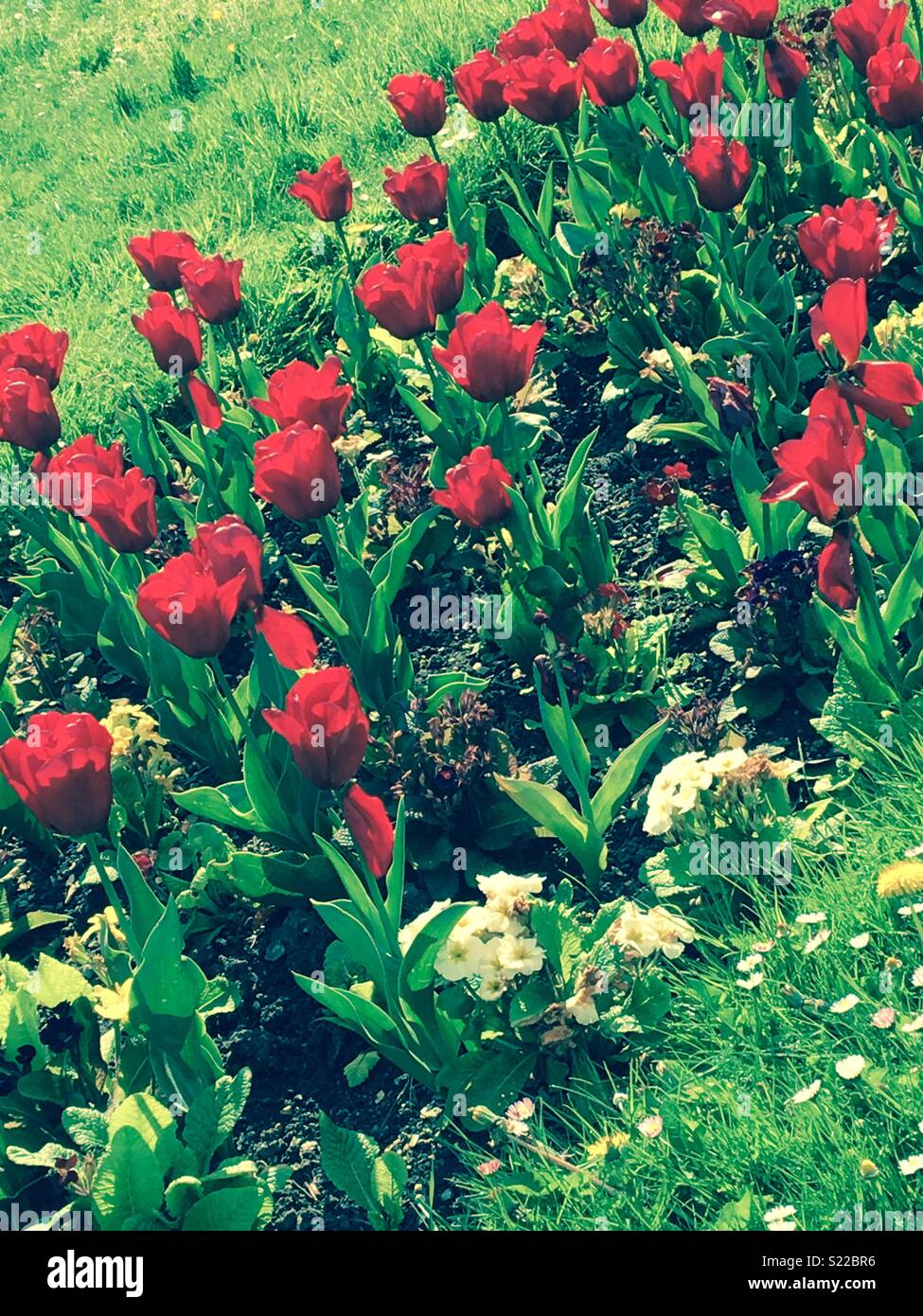 Tulip garden Stock Photo