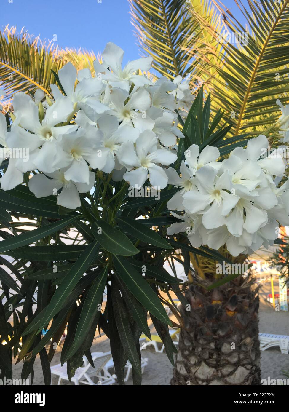 Flowers in Greece Stock Photo Alamy