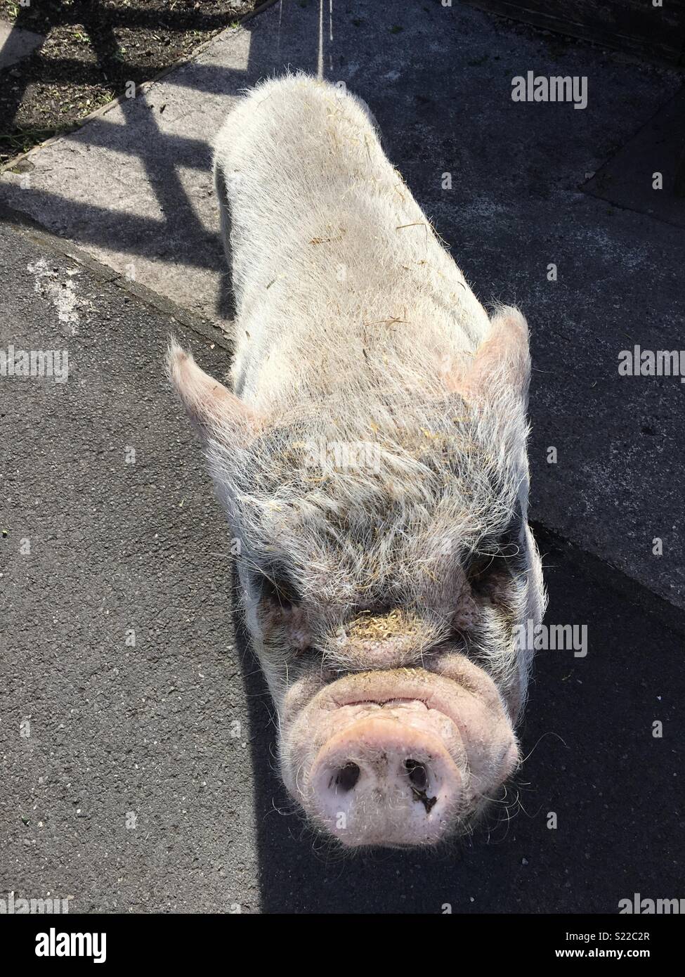 Close up pig Stock Photo