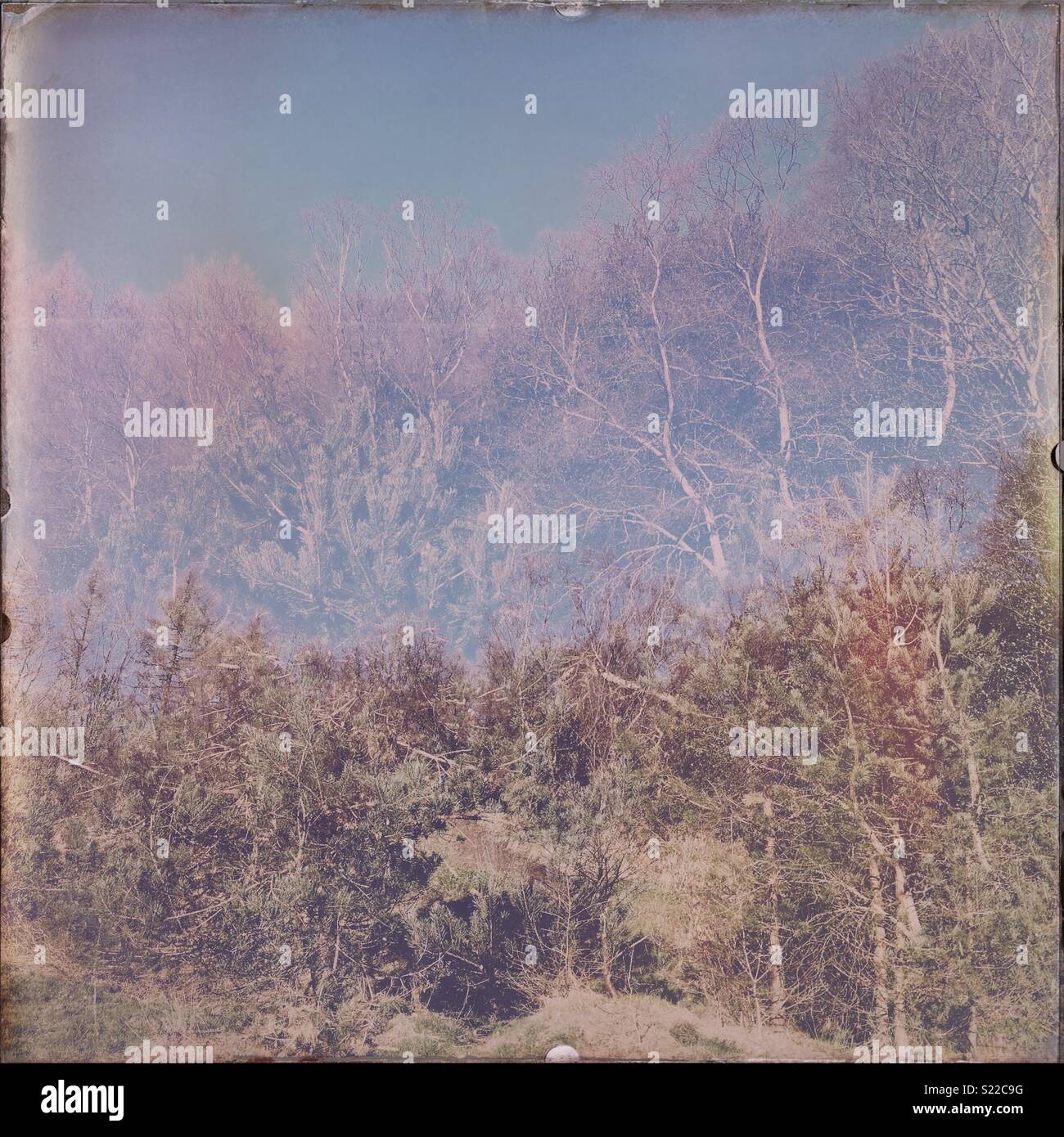 Trees and sky in a double exposure Stock Photo