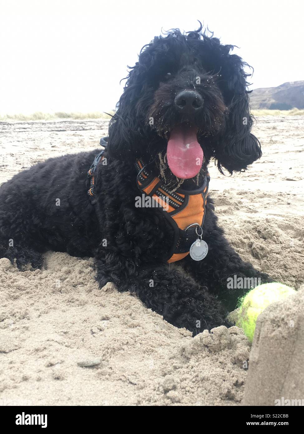 Dog beach balls Stock Photo Alamy