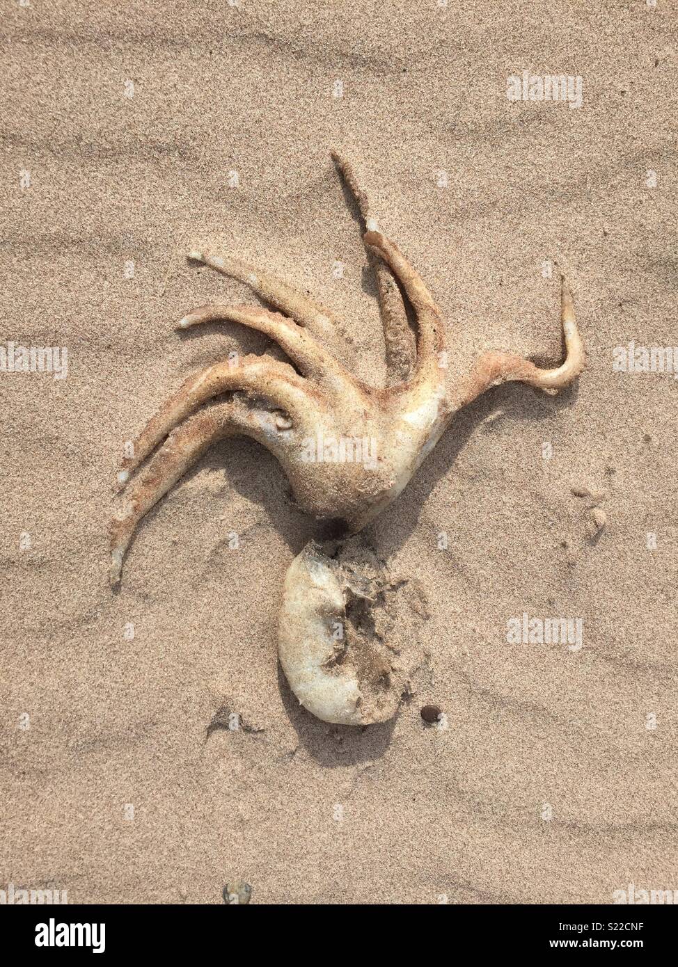 Dead octopus hires stock photography and images Alamy