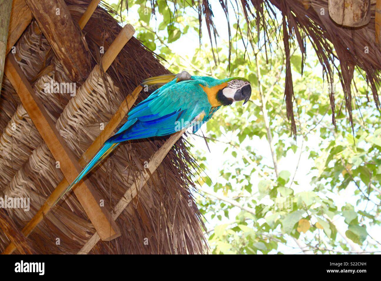 Curated visual reference: Fresh Look at Macaw Sitting On A Roof Stock Photo