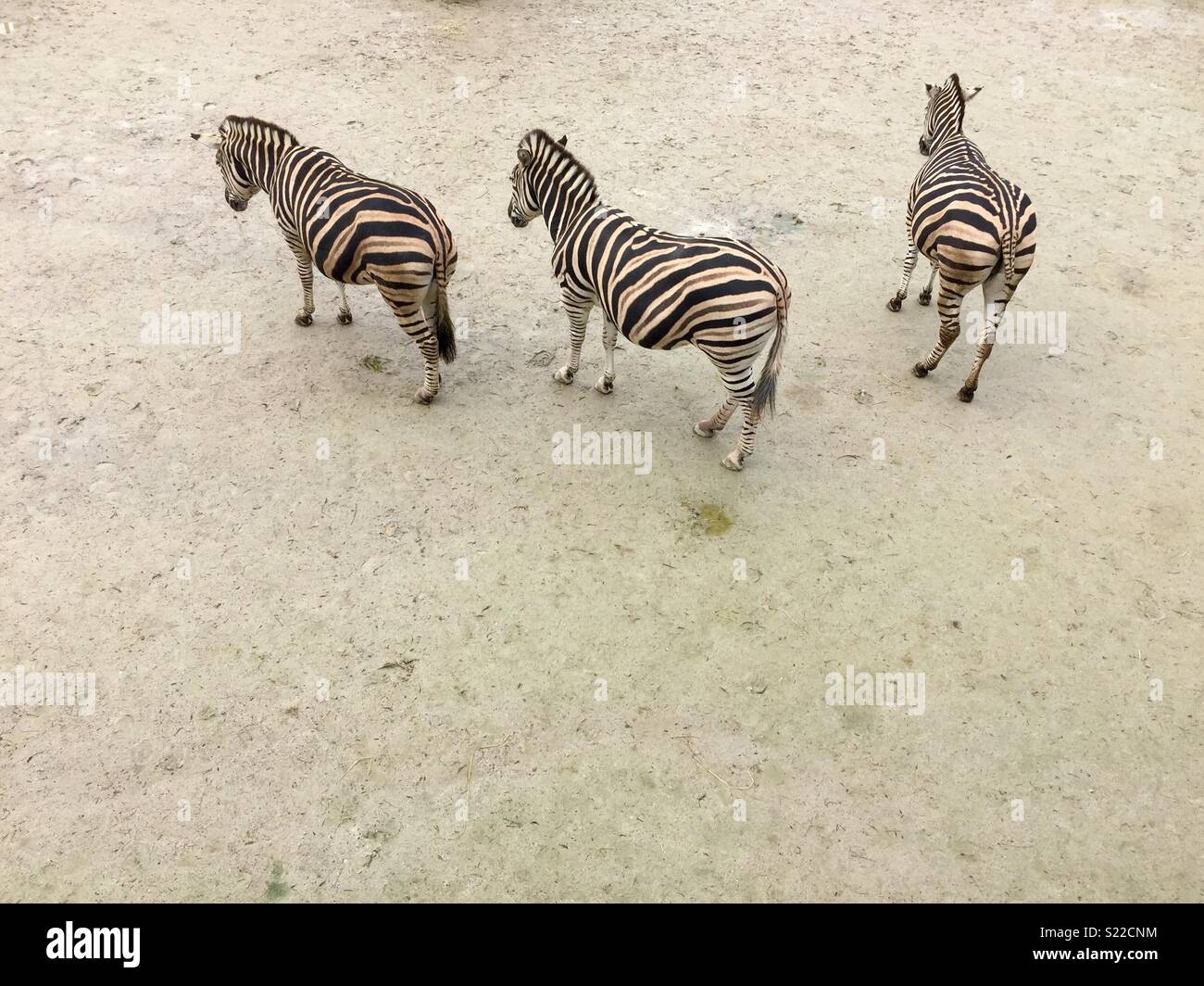 Three zebras from above on plain background. - Smartphone Captured Stock Image