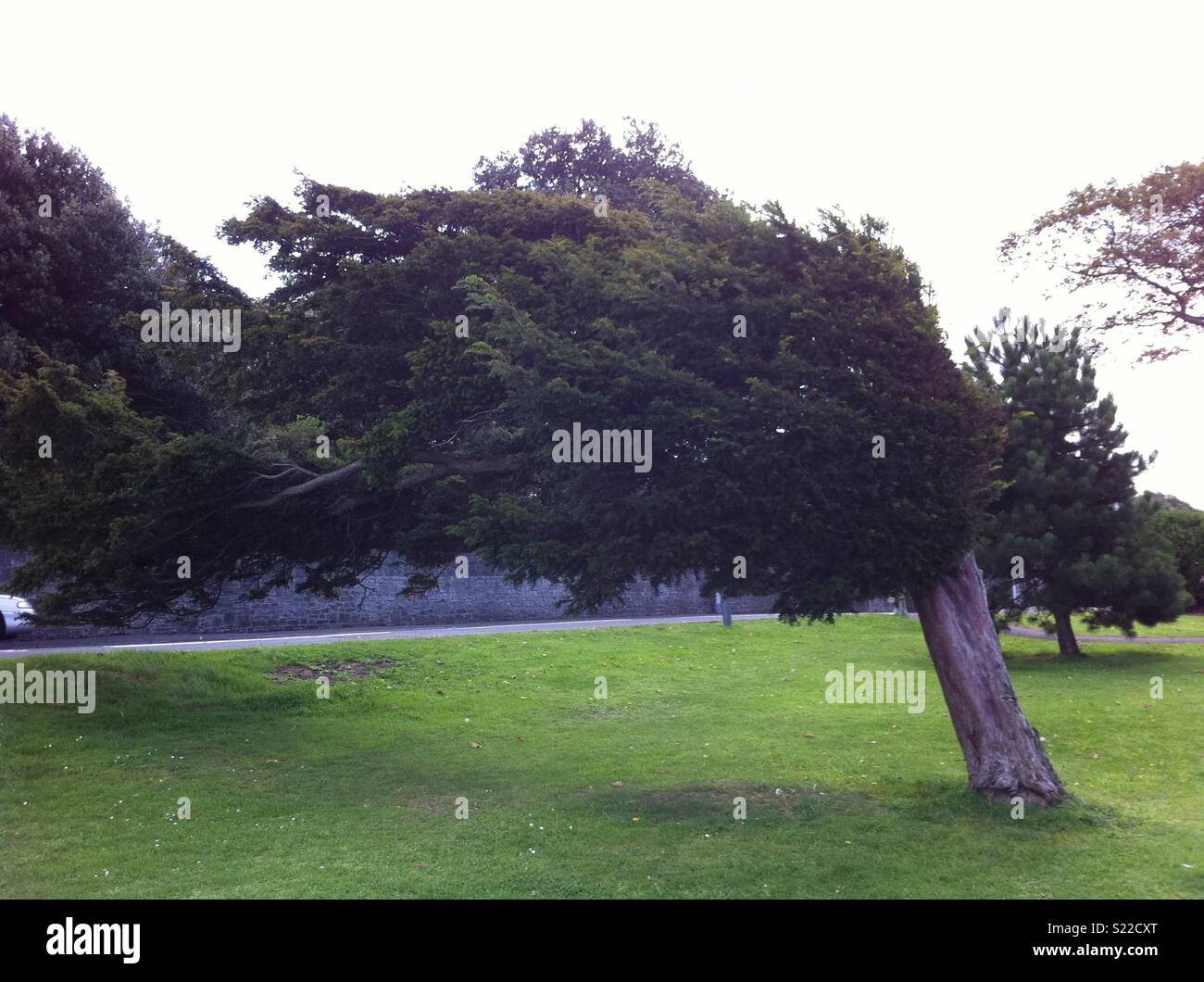 Wind blown tree hi-res stock photography and images - Alamy