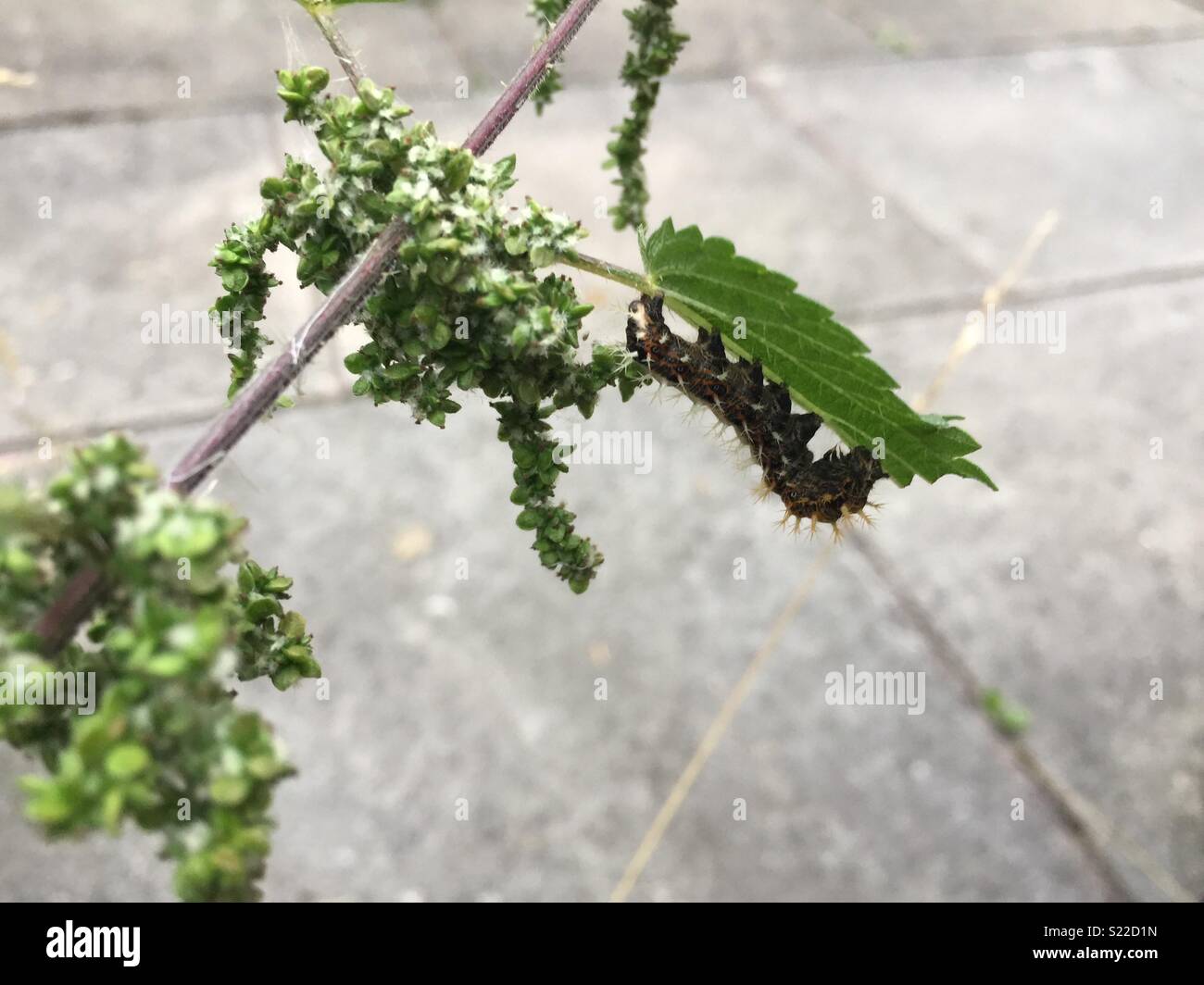 Comma caterpillar feeding on a nettle Stock Photo
