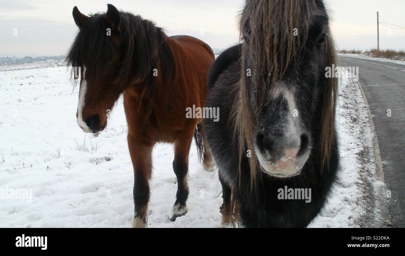 Dartmoor ponies snow hires stock photography and images Alamy