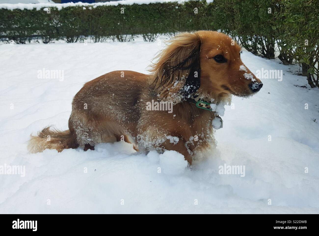 Dachshund in the snow hi-res stock photography and images - Alamy