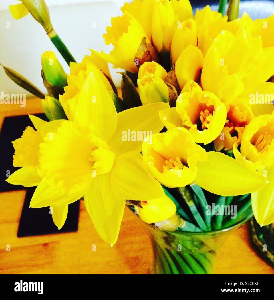 Fresh cut daffodils Stock Photo Alamy