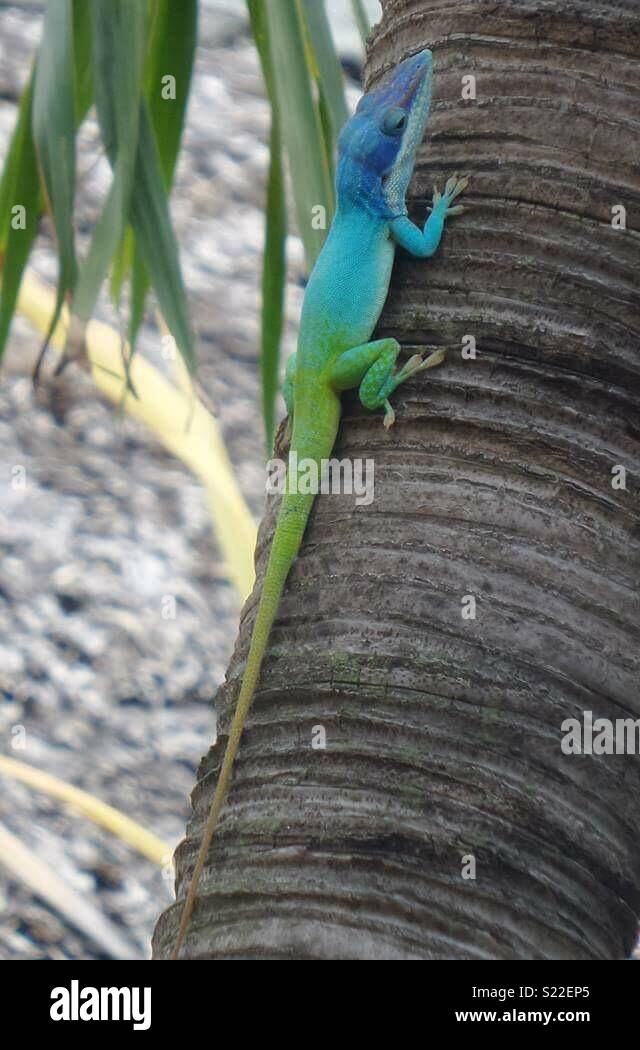 Cuban Lizard Stock Photo