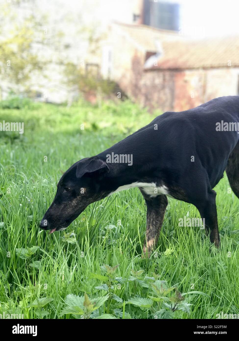 Dog licking the lush, green grass Stock Photo Alamy
