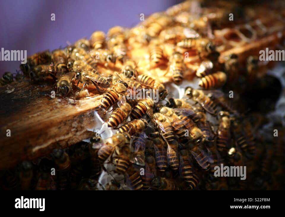 Honey Bees at work Stock Photo - Alamy
