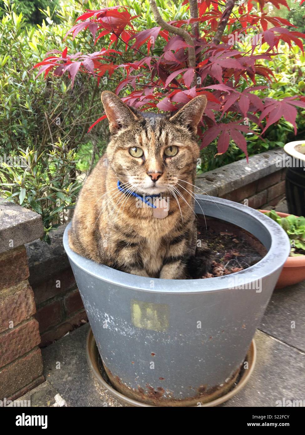 Cat in plant pot hires stock photography and images Alamy