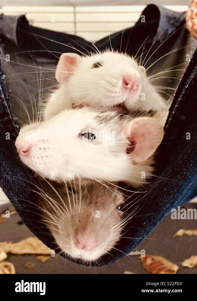 Three pet rats Stock Photo - Alamy