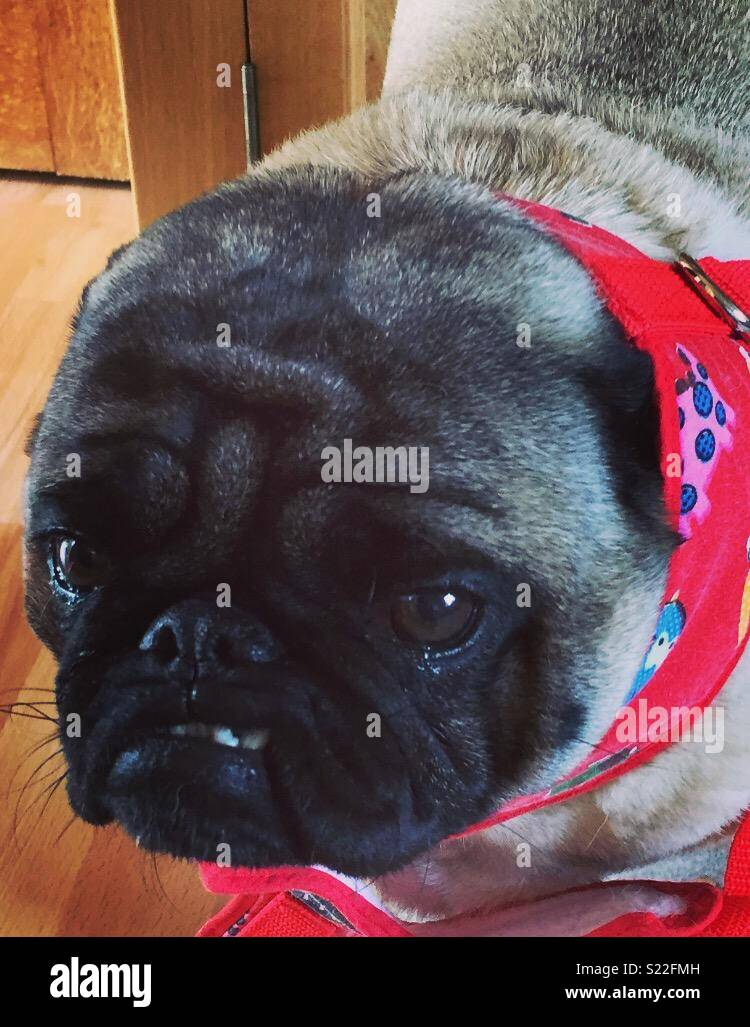Pug harness gone wrong Stock Photo