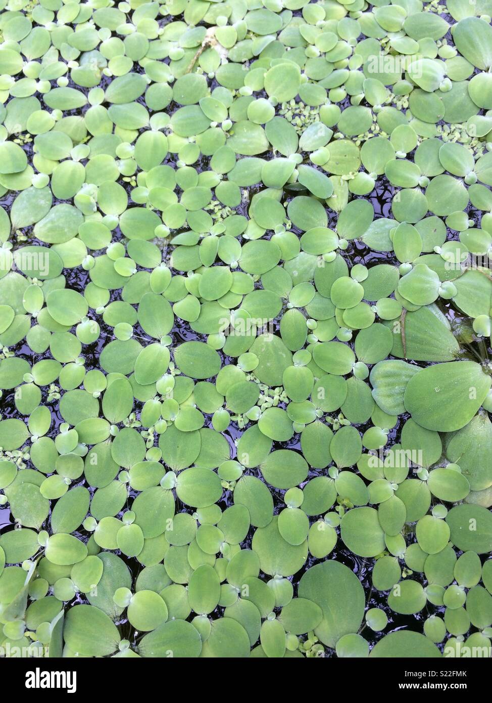 Pond with weed hi-res stock photography and images - Alamy