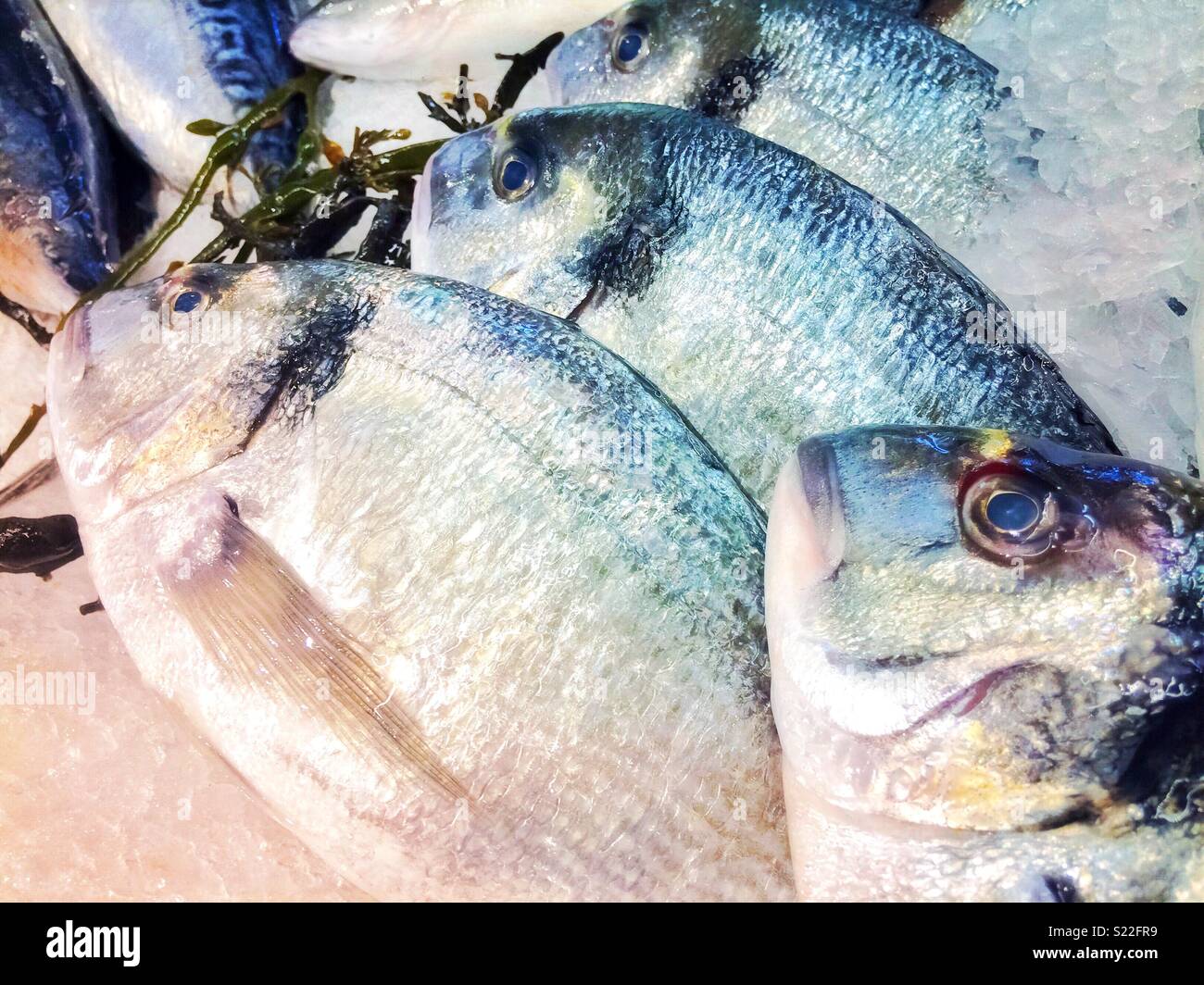 Gilthead sea breams on ice on a stall on a fresh fish market, France. - Smartphone Captured Stock Image