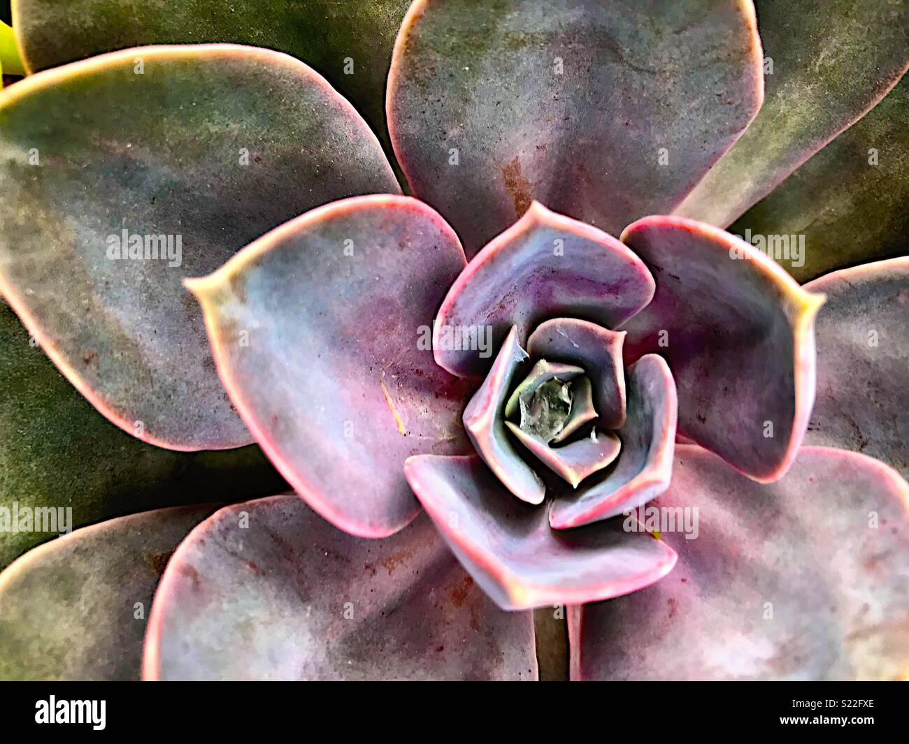 Succulent closeup - Smartphone Captured Stock Image