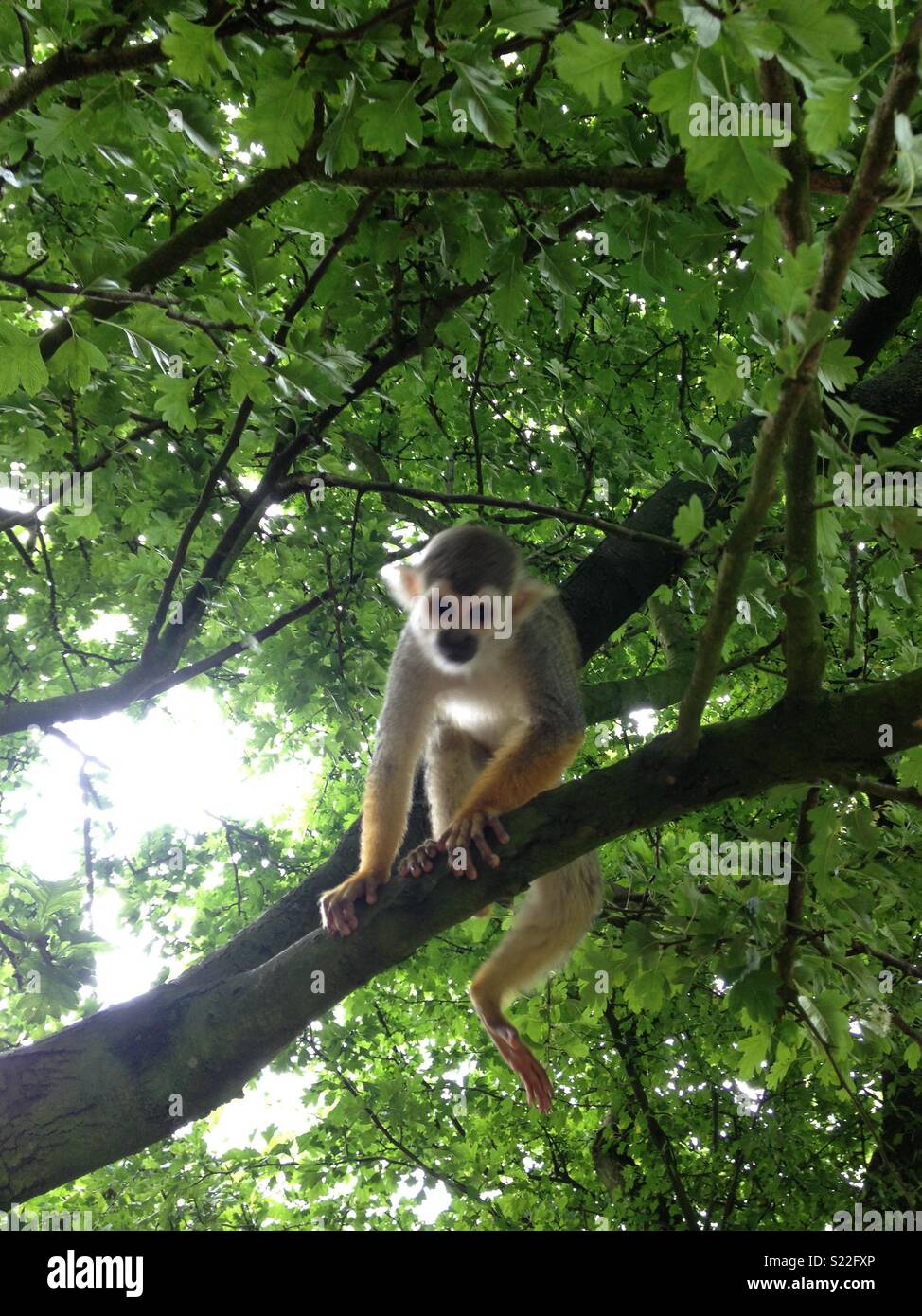 Cheeky monkey Stock Photo