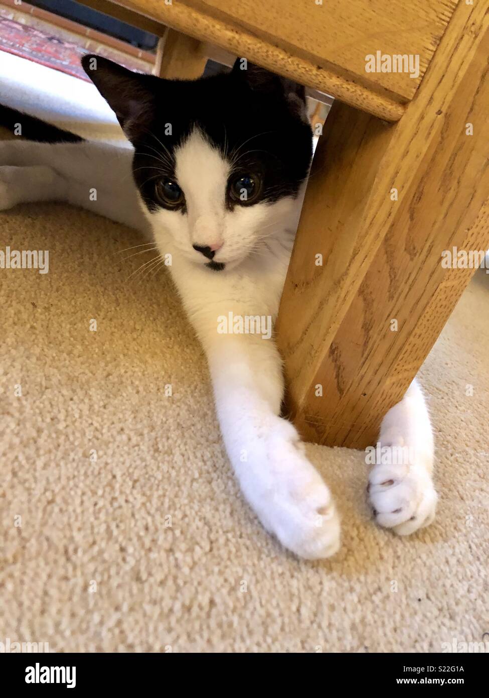 Cat under table Stock Photo Alamy