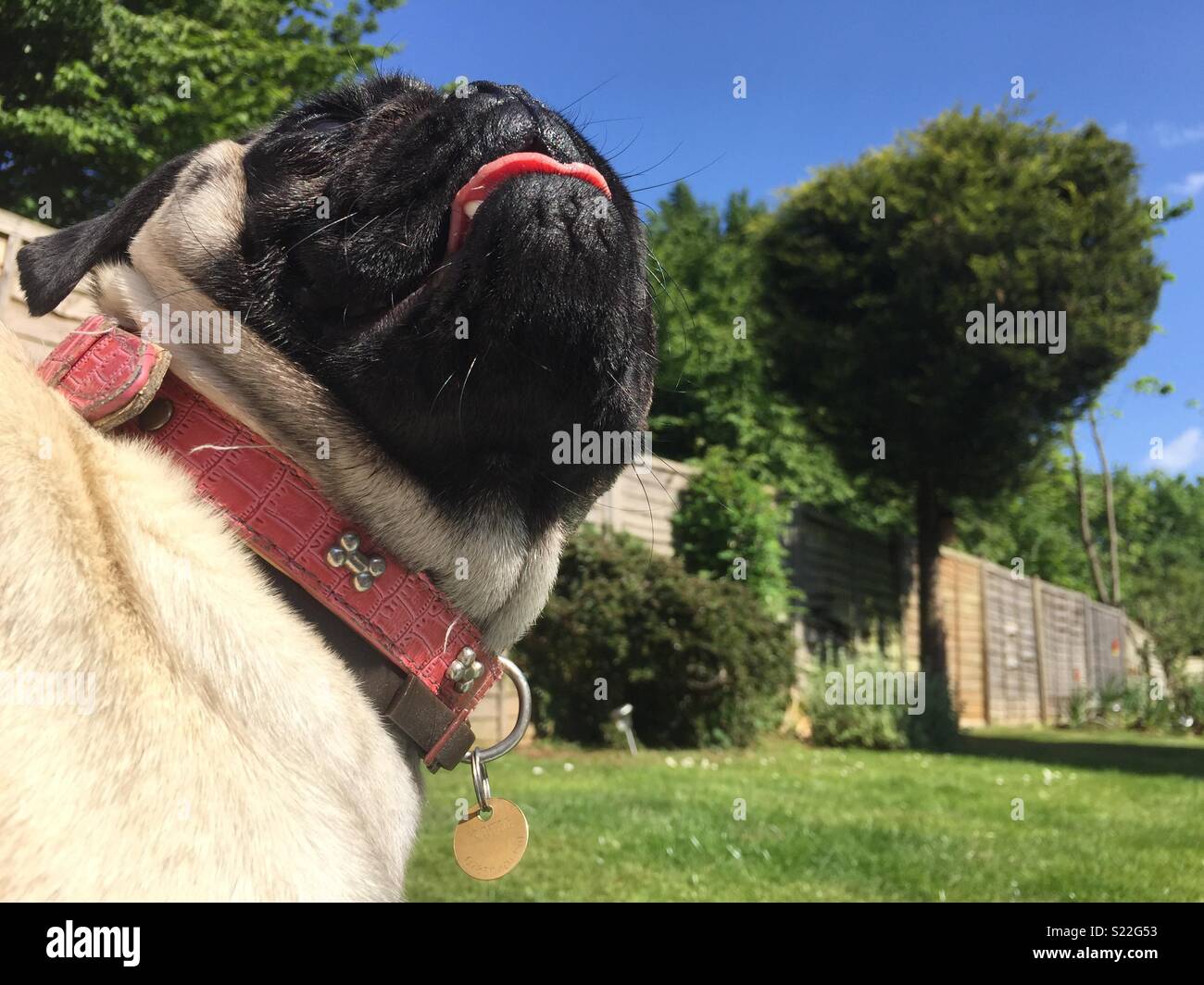 Pug fun in sun Stock Photo