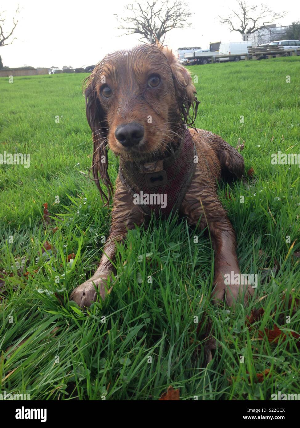 Muddy dog in the field after her walk Stock Photo Alamy