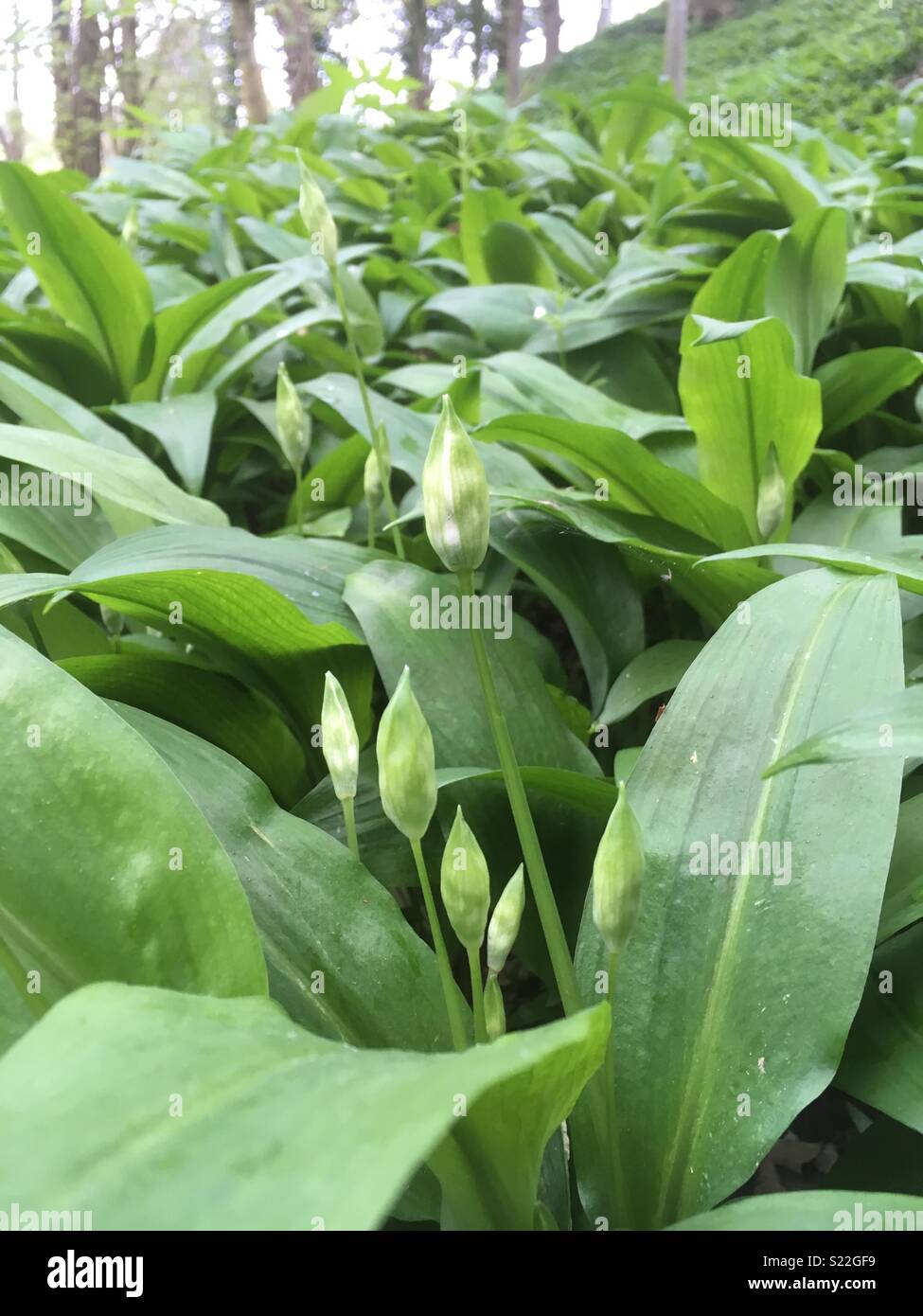 Garlic Buds High Resolution Stock Photography and Images Alamy