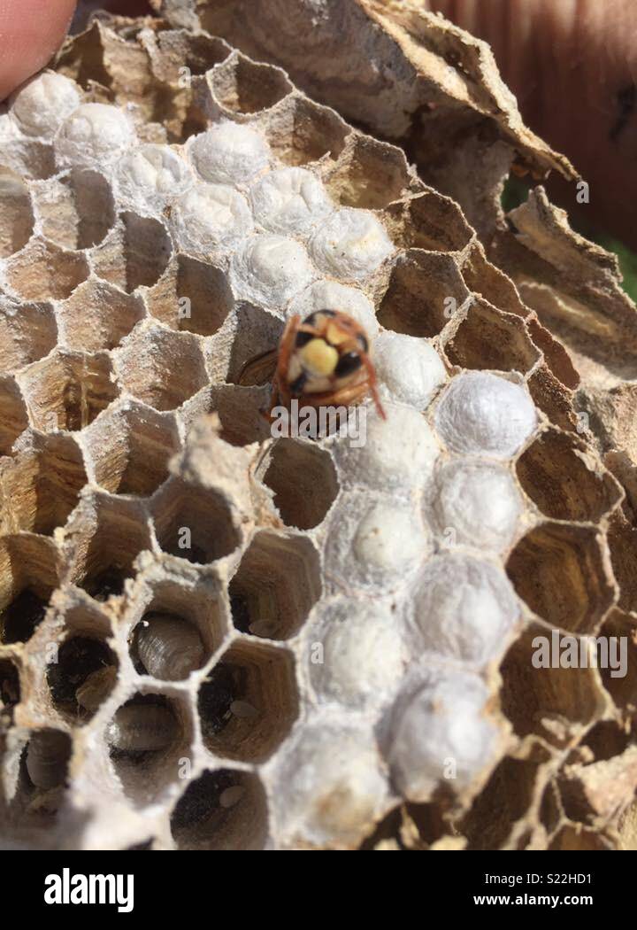 Wasp grub hires stock photography and images Alamy