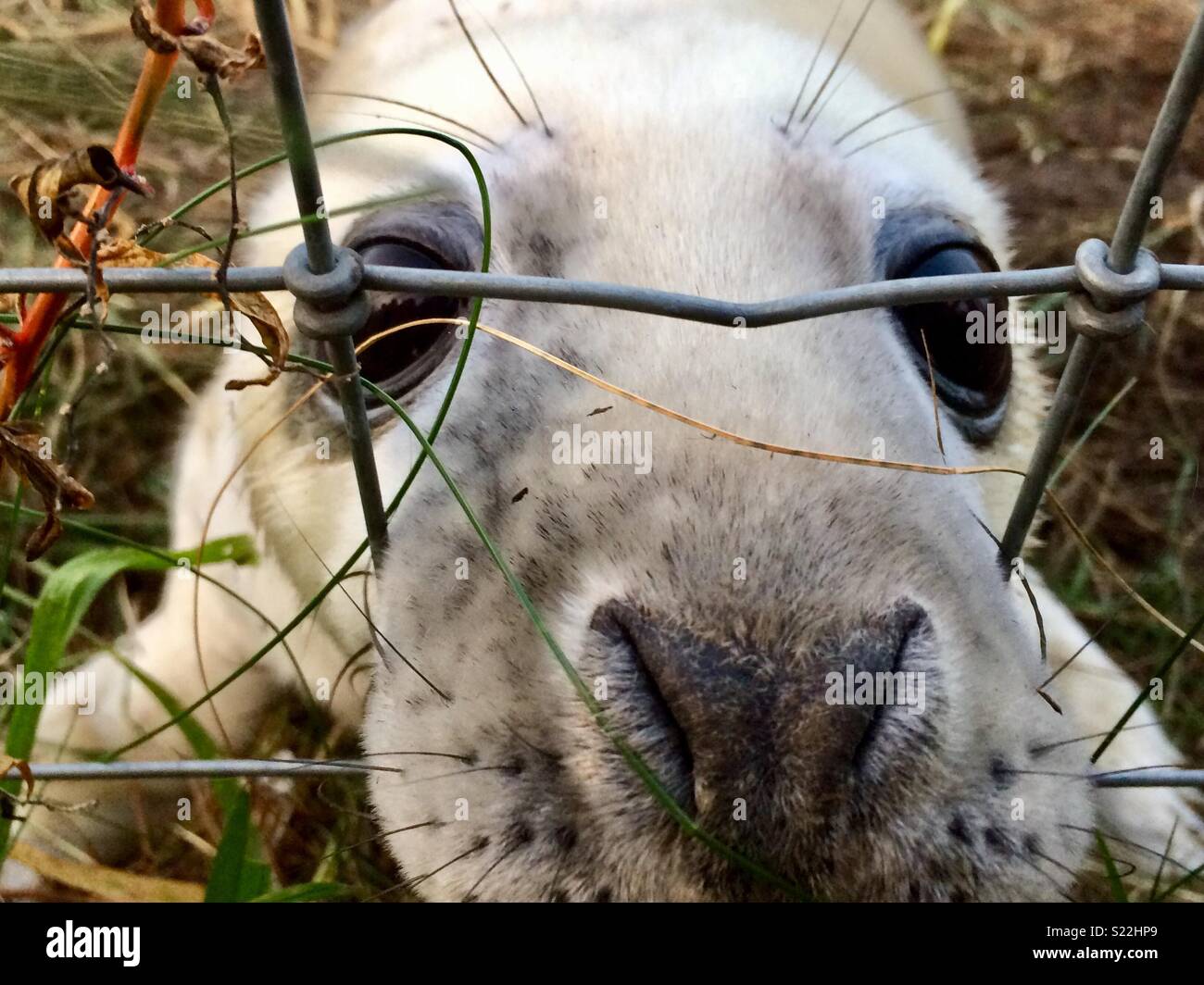 Newborn Seal in Fence - Smartphone Captured Stock Image