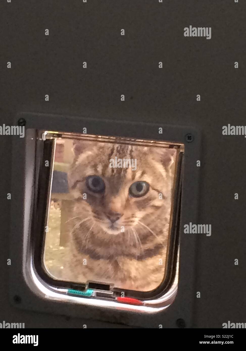 Tabby cat looking through cat flap Stock Photo