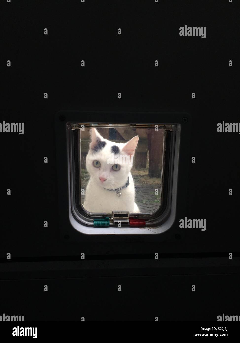 Inquisitive white and black cat looking through cat flap Stock Photo