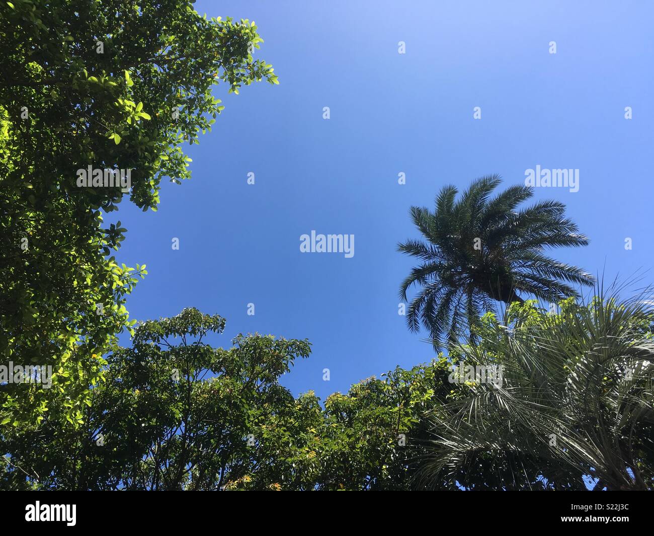 Green palm against blue sky, blue and green. - Smartphone Captured Stock Image