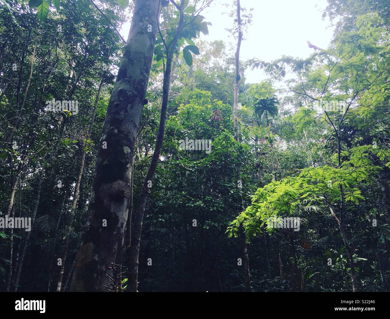 Rainforest Tree Layers High Resolution Stock Photography and Images - Alamy