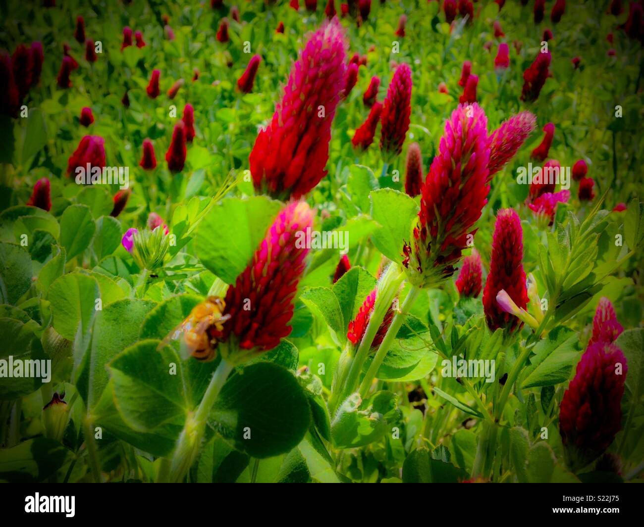Vivid photo of honey bee and Crimson Clover on North Carolina farm - Smartphone Captured Stock Image