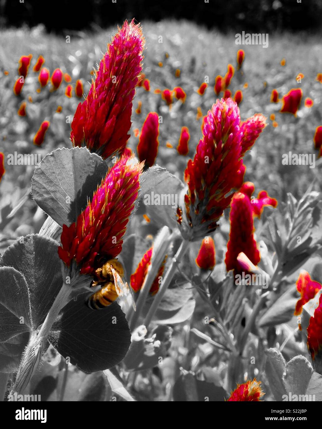 Honey bee in Crimson Clover heaven- North Carolina field planted for bee food - Smartphone Captured Stock Image