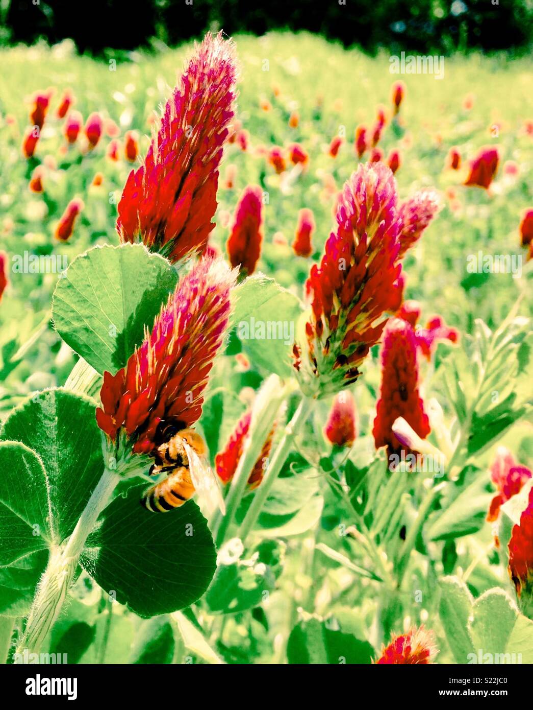 Slightly washed photo of honeybee with Crimson Clover blossom on North Carolina farm - Smartphone Captured Stock Image