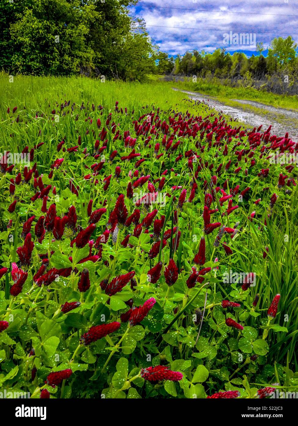 Edge of Crimson Clover field overlooking dirt road on North Carolina farm - Smartphone Captured Stock Image