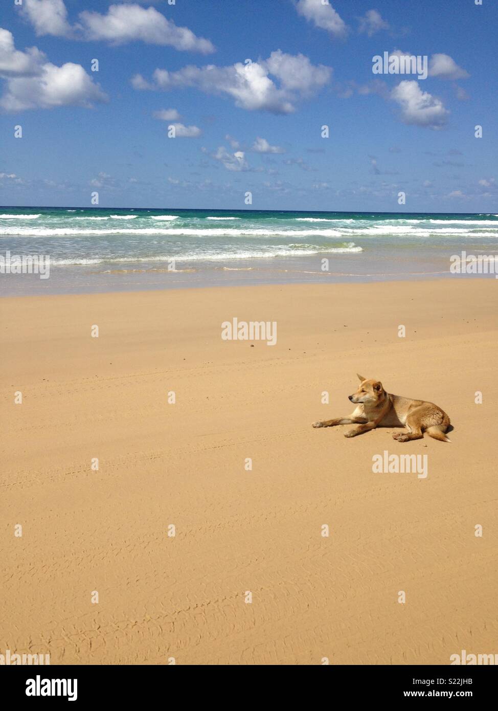 Dingo chilling on a beach in Australia Stock Photo