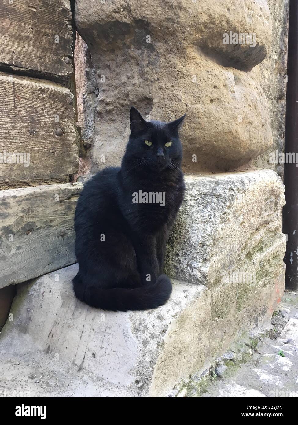 Gatto Stock Photos Gatto Stock Images Page 2 Alamy